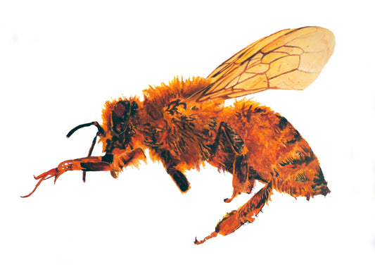 Humble Honey Bee
