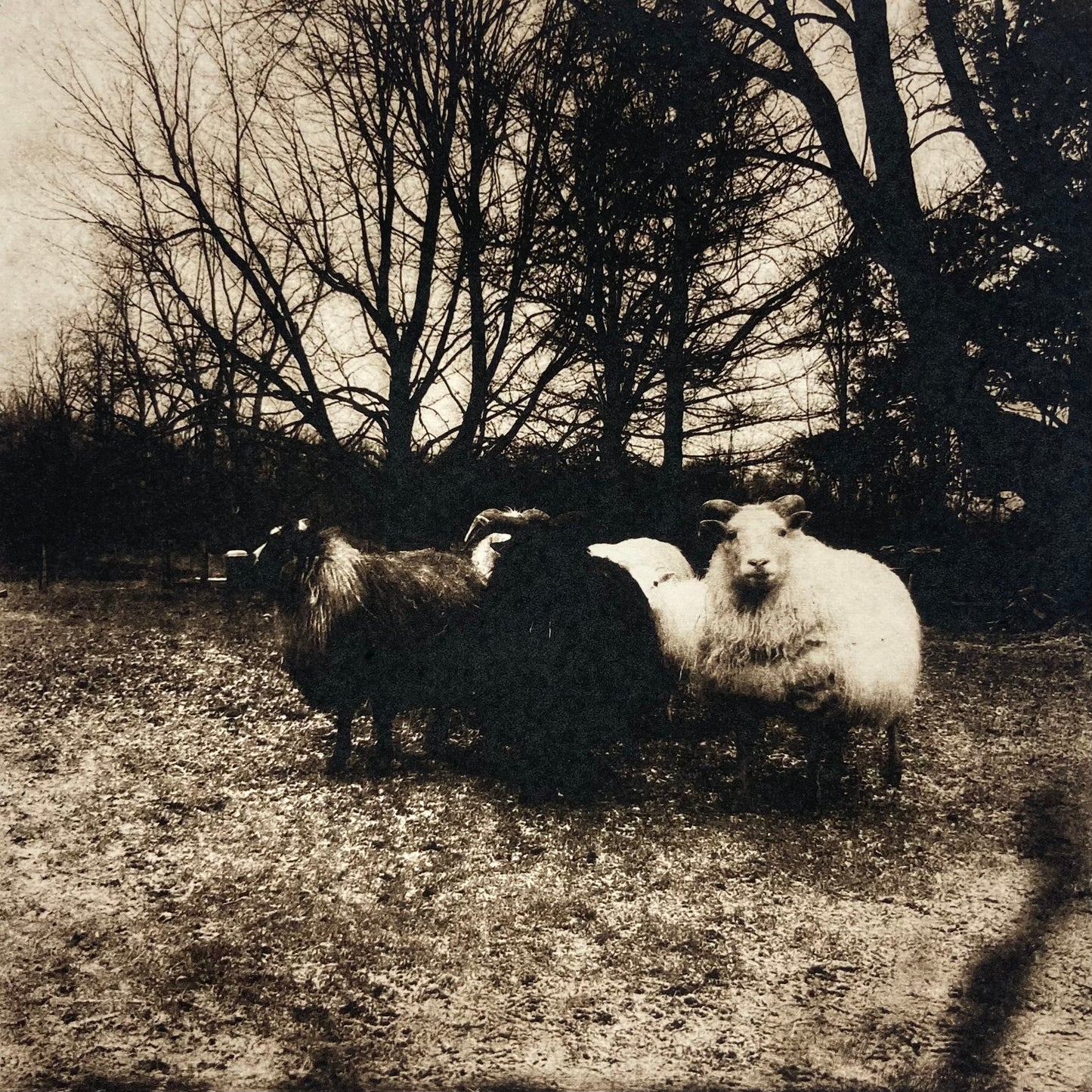 Black Sheep | White Sheep