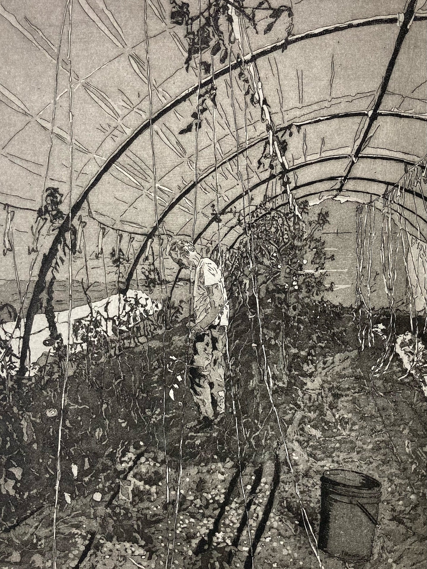 Tomato Season